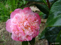vignette Camlia ' MRS LYMAN CLARKE '  camellia japonica ,  confirmer ?
