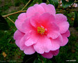 vignette Camlia ' INSPIRATION ' camellia hybride reticulata