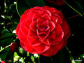 vignette Camlia ' ROGER HALL ' camellia japonica