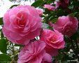 vignette Camlia ' GWAVAS ' camellia hybride williamsii