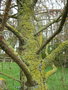 vignette Taxodium huegelii (mucronatum)