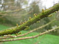 vignette Taxodium huegelii (mucronatum)