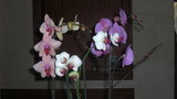 vignette orchidées en famille