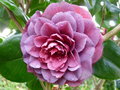 vignette une autre vue du camellia bleut  identifier