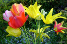 vignette Bouquet de Tulipes