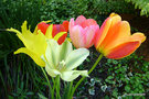 vignette Bouquet de Tulipes