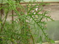 vignette Geranium filicifolium