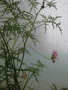 vignette Geranium filicifolium