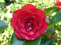 vignette Camlia ' ROGER HALL ' camellia japonica