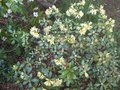 vignette Rhododendron saphanatore au 16 04 09