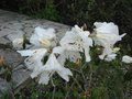 vignette Rhododendron fragantissimum parfum au 16 04 09