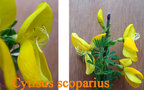 vignette Cytisus scoparius = Sarothamnus scoparius, gent  balai, sarothamne  balai, juniesse, genette, spartier  balai