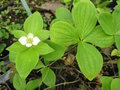 vignette Cornus canadensis