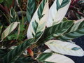 vignette Stromanthe sanguinea 'Tricolor'