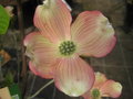 vignette Cornus florida 'rubra'