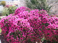vignette Rhododendron arboreum  à Keroudot Brest