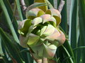 vignette Beschorneria yuccoides