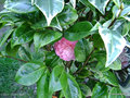 vignette Camlia ' KERGUELEN ' camellia japonica