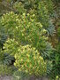 vignette Euphorbia characias