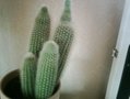 vignette cactus 1