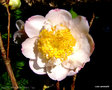 vignette Camlia ' FRAGRANT FRILL ' camellia japonica