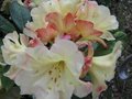 vignette Rhododendron Invitation au 18 04 09