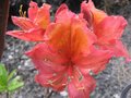 vignette Rhododendron azale mollis He bien au 18 04 09