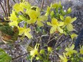 vignette Rhododendron luteum trs parfum au 18 04 09