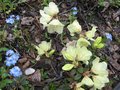 vignette Rhododendron nain Wren au 18 04 09