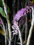 vignette Dendrobium secundum ?