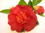 vignette Camellia 'Alexander Black', japonica