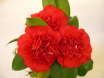 vignette Camellia 'Anemo Crimson', japonica