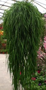 vignette Agrostis bamboo