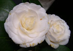 vignette Camellia 'Alba Plena', japonica - photo 2