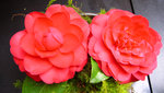 vignette Camellia 'Alexander Black', japonica - photo 2