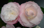 vignette Camellia 'Amazing Graces', japonica