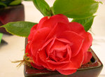 vignette Camellia 'Annavari', japonica