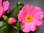 vignette Camellia 'Anne Marie Pichon', japonica