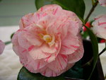 vignette Camellia 'Bella Romana', japonica