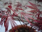 vignette Acer palmatum atropurpureum