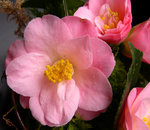 vignette Camellia 'Berenice Boddy', japonica