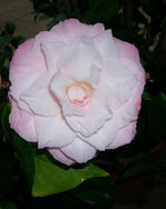 vignette Camellia 'Berenice Perfection', japonica