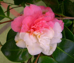 vignette Camellia 'Betty Blanc', japonica