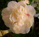 vignette Camellia 'Betty Blanc', japonica