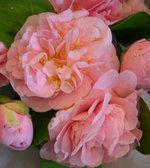 vignette Camellia 'Betty Cuthbert', japonica