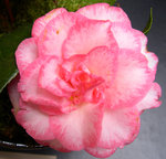 vignette Camellia 'Betty's Beauty', japonica