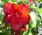 vignette Camellia 'Black Magic', japonica