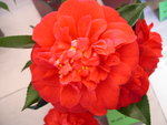 vignette Camellia 'Blaze of Glory', japonica