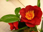 vignette Camellia 'Bob Hope', japonica