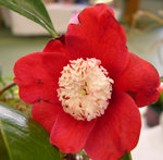vignette Camellia 'Bokuhan Nishiki', japonica